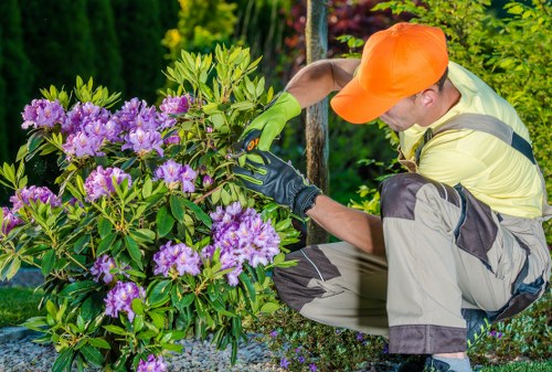 Professional hedge trimming in Fortis Green for shaped garden borders