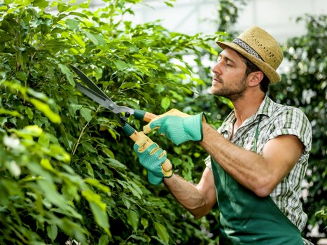 Seasonal hedge trimming in Fortis Green to maintain healthy growth