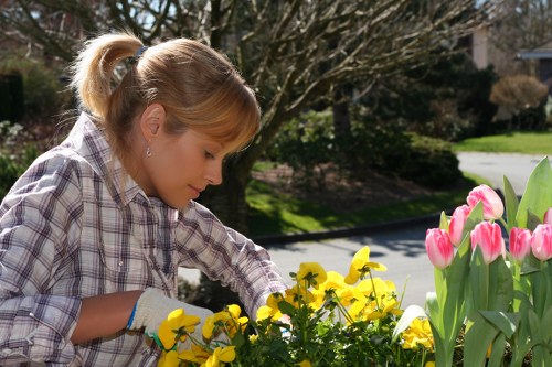 Patchy lawn repair and soil improvement in Fortis Green