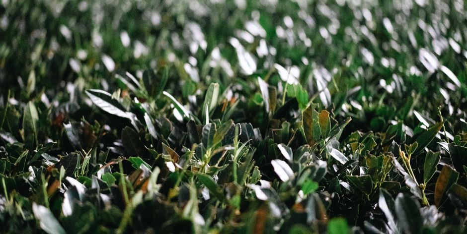 A close-up view of a well-maintained garden area showing neatly trimmed evergreen hedges with dense, glossy dark green leaves. The hedge surface appears smooth and even, with some leaves reflecting li