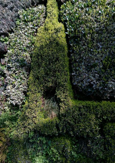 A close-up view of a well-maintained garden area showing neatly trimmed evergreen hedges with dense, glossy dark green leaves. The hedge surface appears smooth and even, with some leaves reflecting li