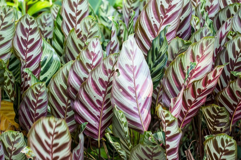 lawn care garden design