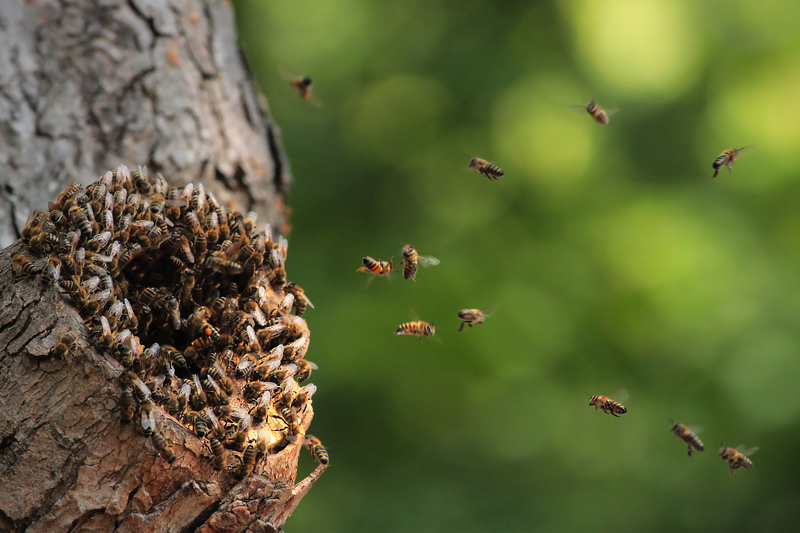 lawn care garden design